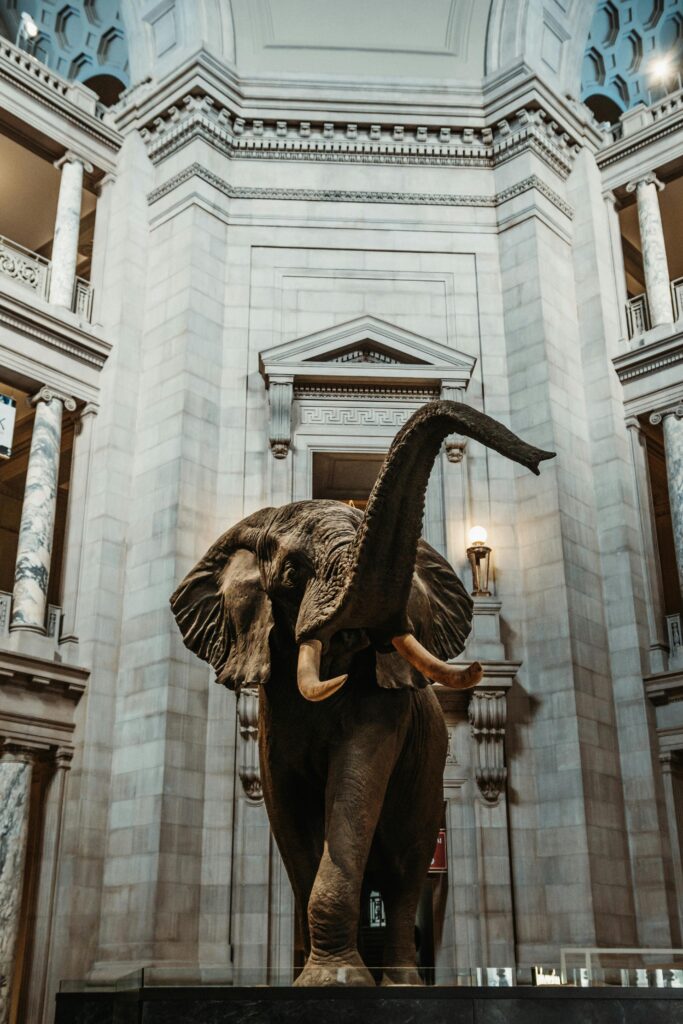 Free Attractions and Activities - A massive elephant Figure in National Museum of Natural History in Washington DC, USA