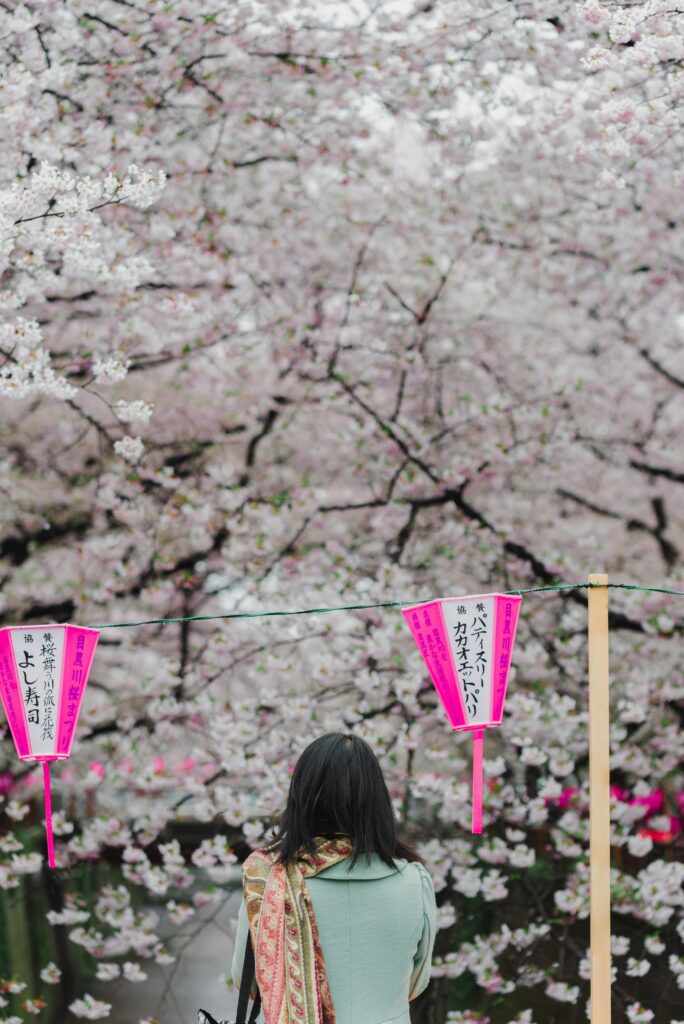 Traveletty - Free Local Events and Festivals - A young female tourist facing and admiring the cherry blossom trees during the hanami or Cherry Blossom Festival