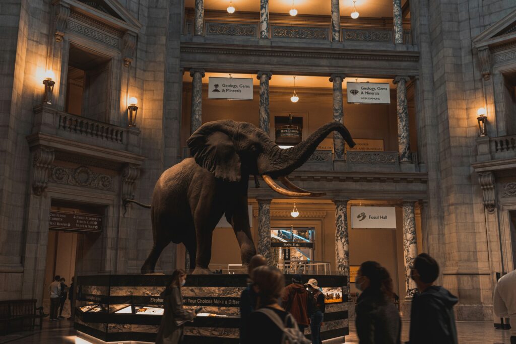 Traveletty - Free Travel Attractions - A huge statue of an elephant displayed in the Smithsonian National Museum of Natural History in Washington DC