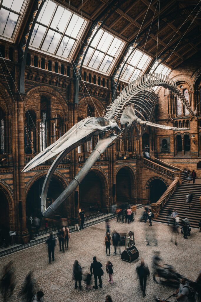 Traveletty - Museums and Art Galleries - People walking around inside the museum that has a display of a huge whale skeleton hanging in the ceiling