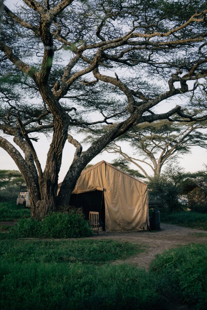Traveletty - Safari Tents - a safari tent sits under a large gnarled tree in Africa