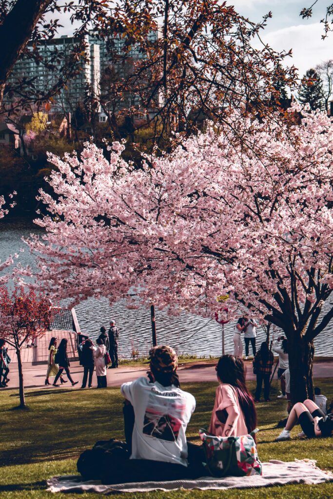 Traveletty - Urban Parks for Picnicking - People having picnic near cherry blossom trees in a city park near a lake.