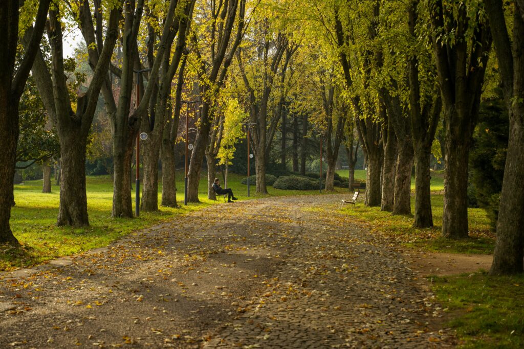 Traveletty - Budget Travel Benefits - A serene autumn path in Bursa Forest Park in Bursa, Türkiye