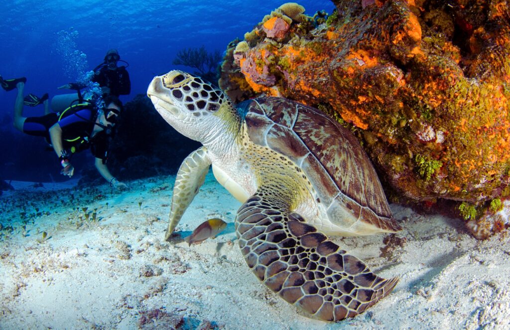 Traveletty - Dive Resorts - A sea turtle spotted by the divers