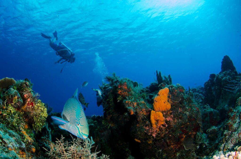 Traveletty - Dive Resorts - a scuba diver swimming near a parrotfish surrounded by corals in the ocean
