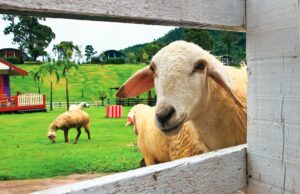 Traveletty - Farm Stays - Sheep farm and resort in Thailand