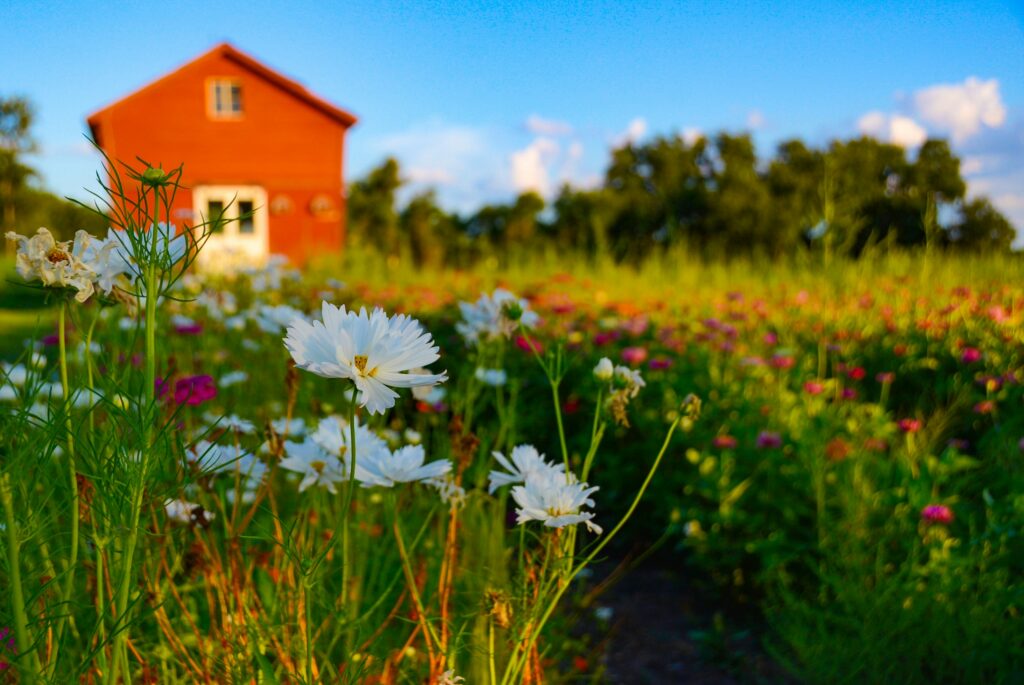 Traveletty - Farm Stays - a beautiful flower field in front of a farm house
